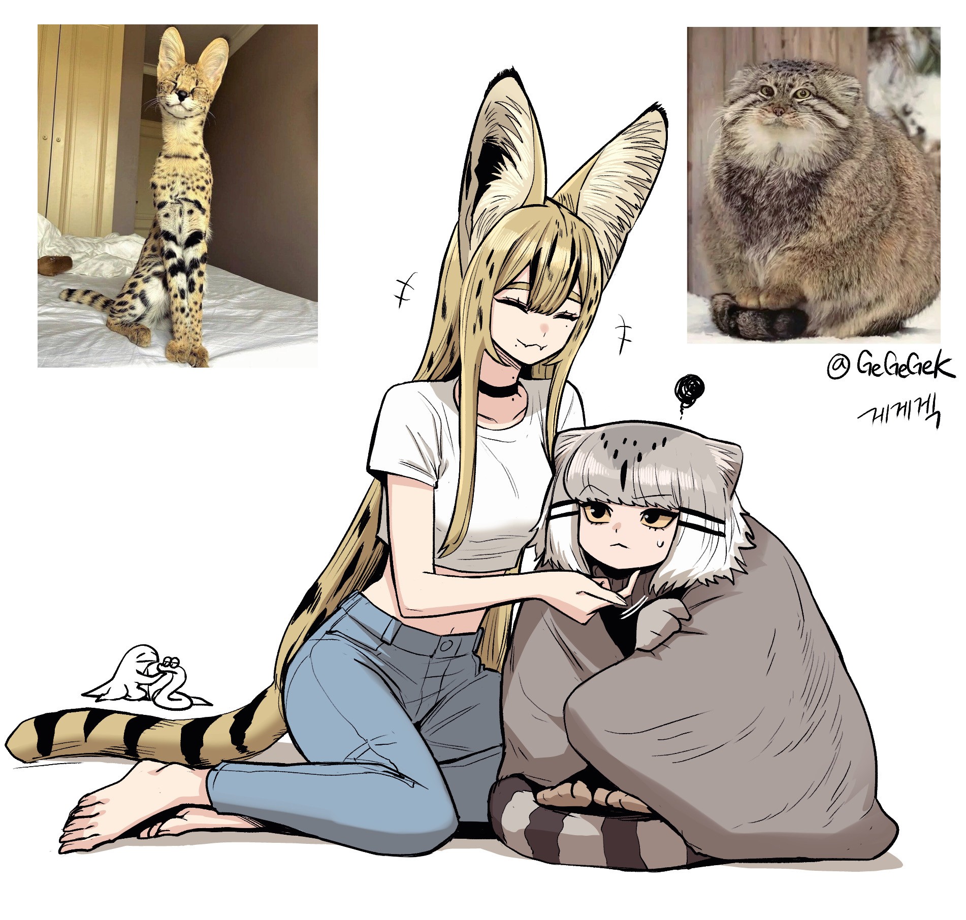 薮猫 兔狲