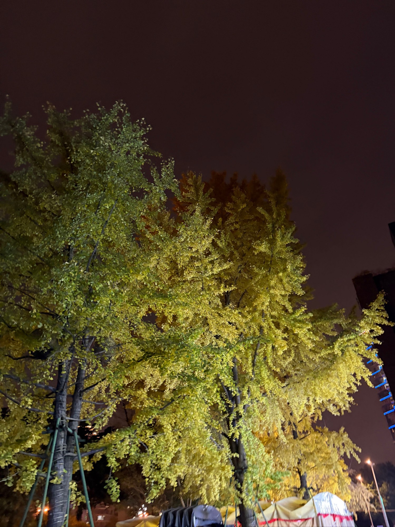 夜景下的银杏