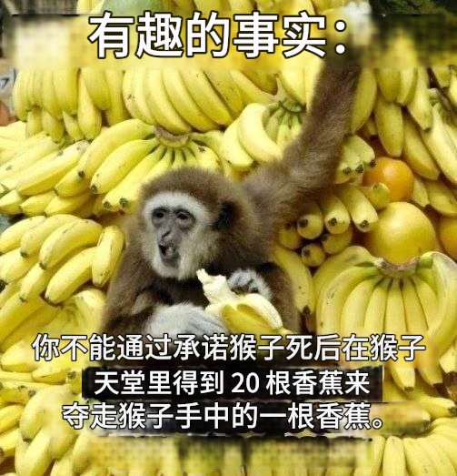 猴子很聪明，学学猴子