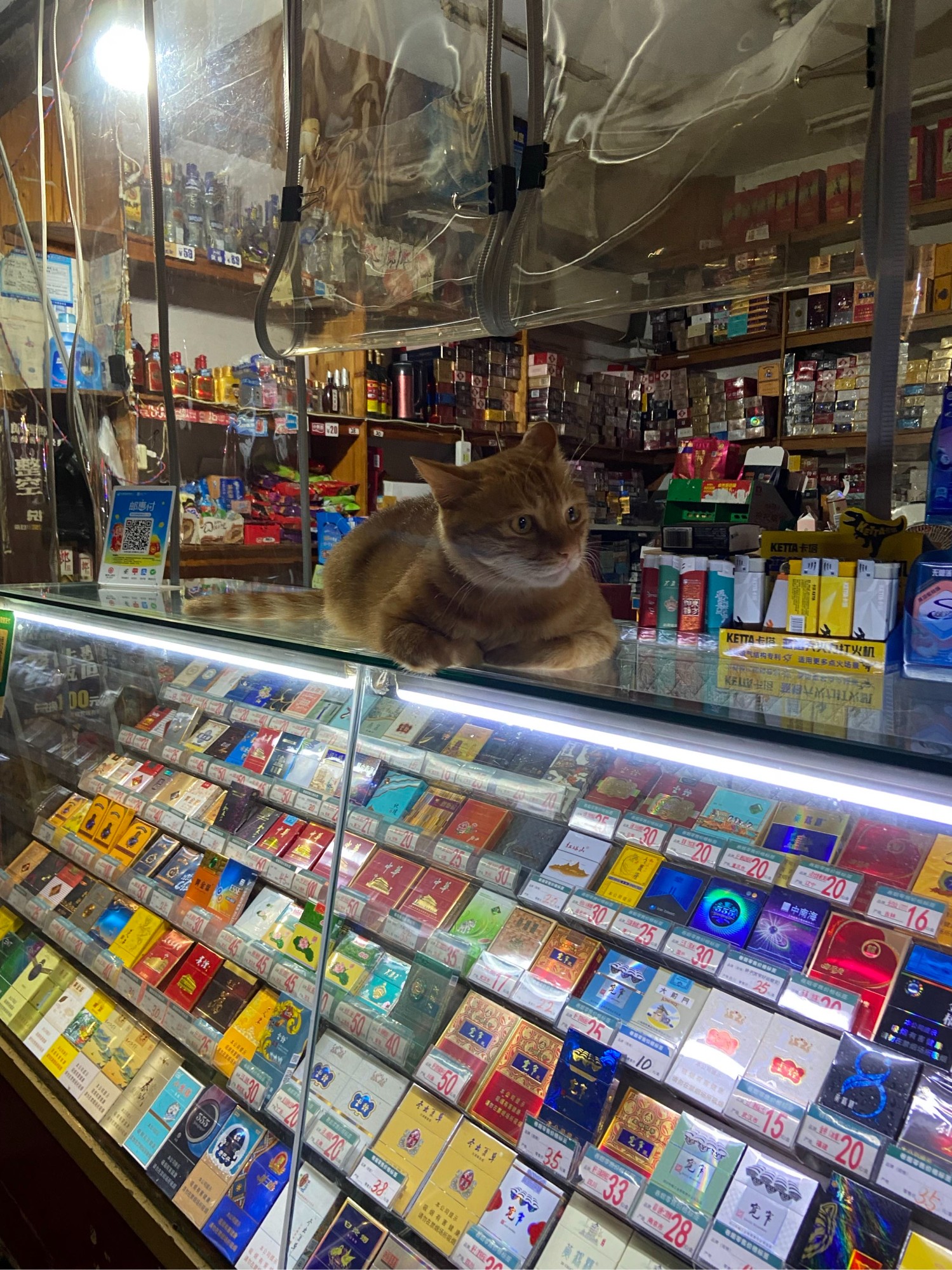俊猫